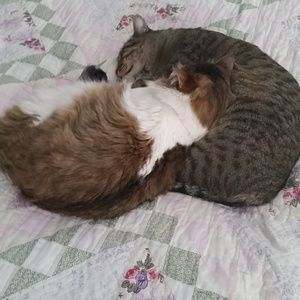 Meet your Posher, Sherry